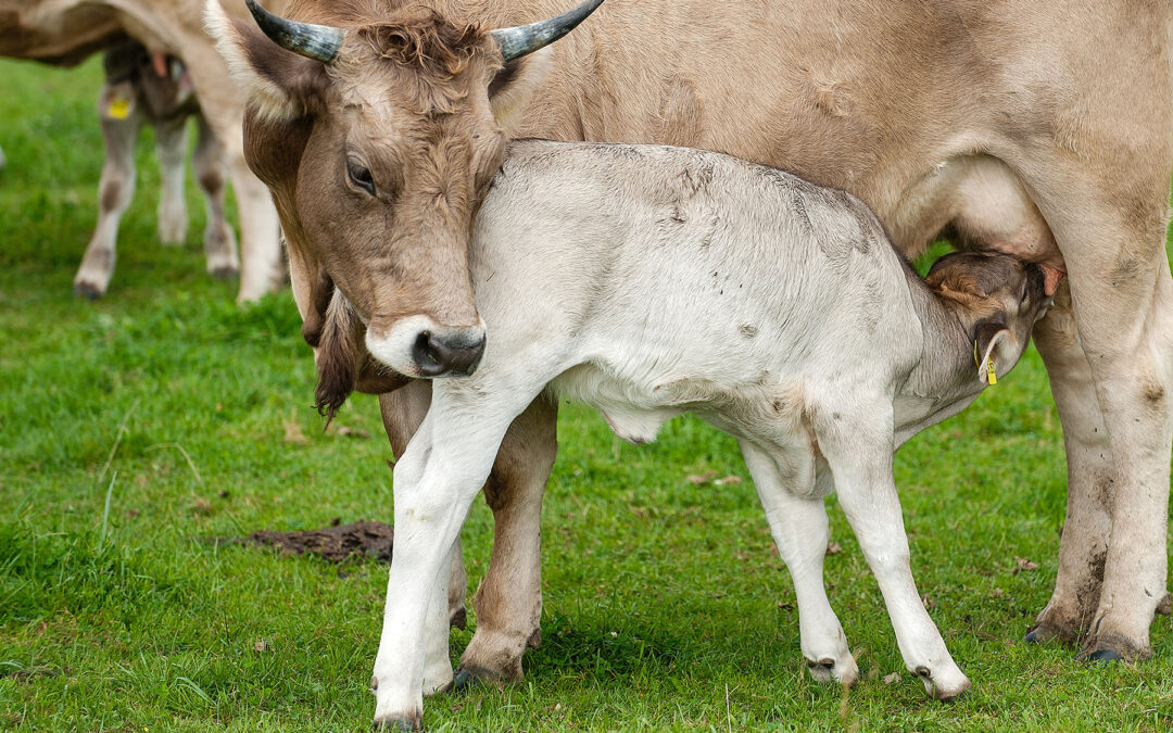 Die Tierhaltung
