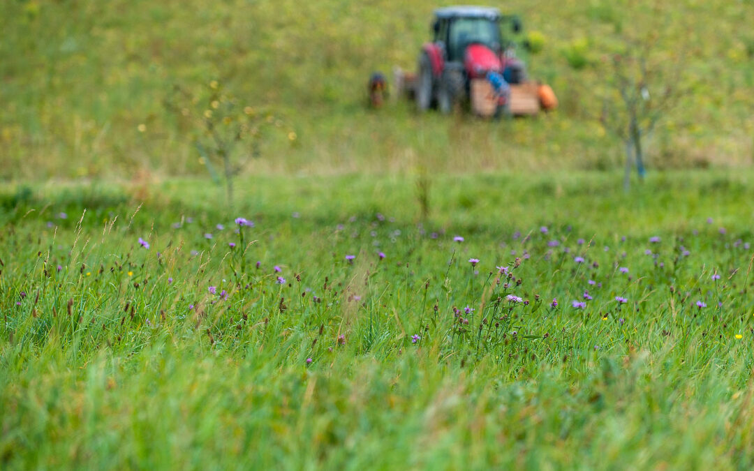 Agroforst & Keyline-Design – Maßnahmen zum Umgang mit Klimaveränderungen im ökologischen Landbau