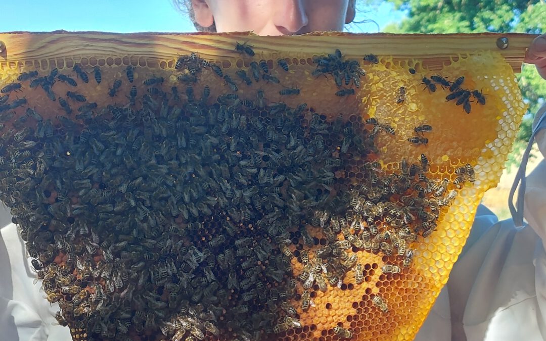 Einblicke in die Welt der Bienen – einfache Bienenhaltung auf dem ökologischen Betrieb